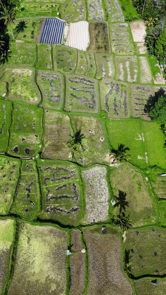 Les rizières de Tegallalang vues du ciel