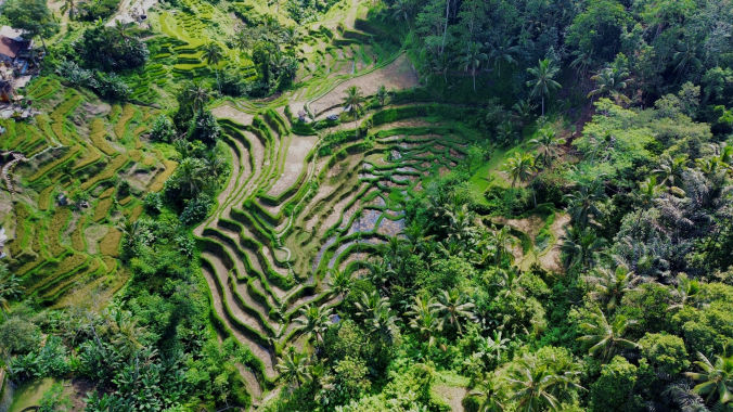 Les rizières en terrasse de Bali