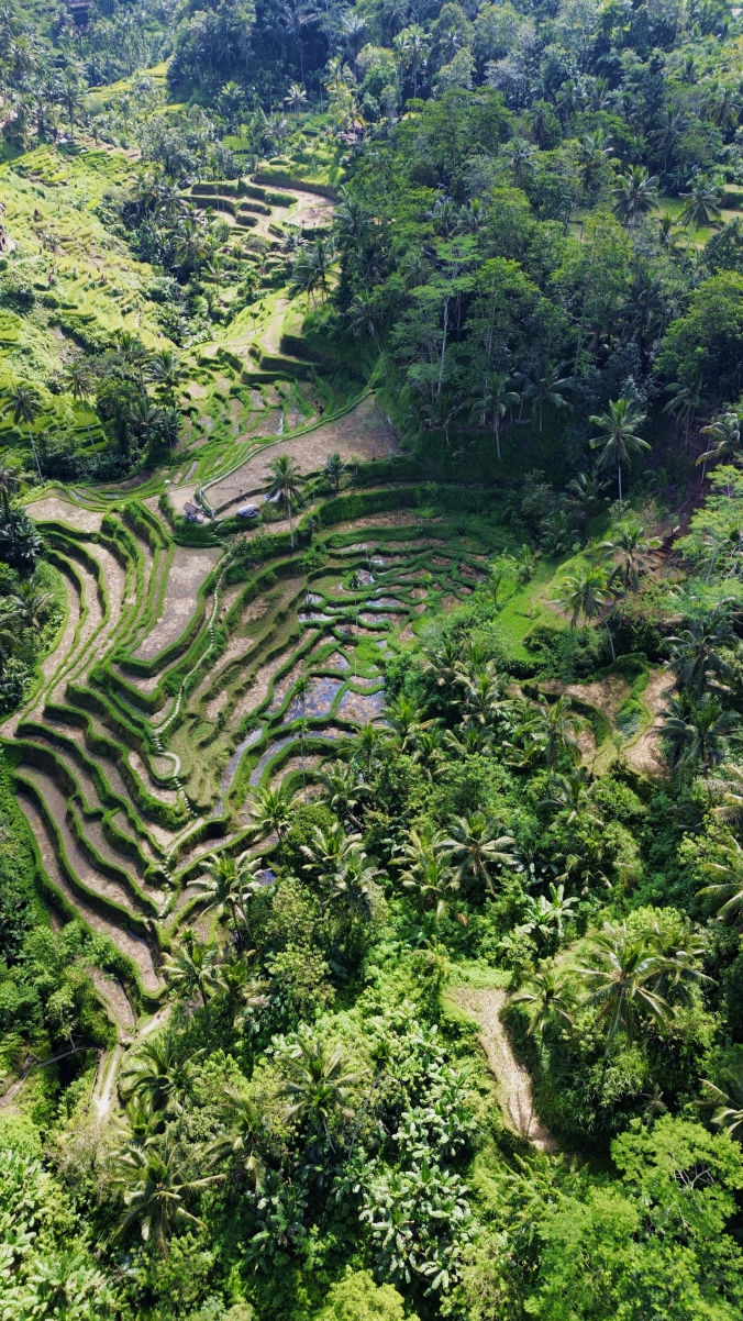 La beauté des rizières de Tegallalang