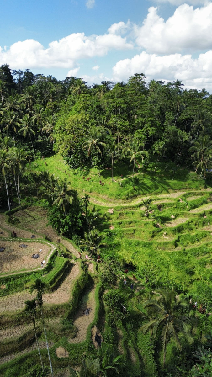 Les rizières de Tegallalang