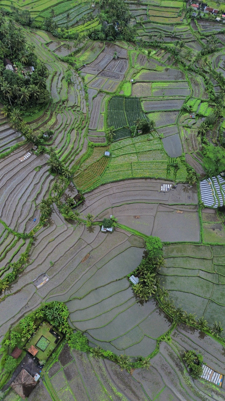 Les rizières en terrasse de Sibetan à l'est de Bali