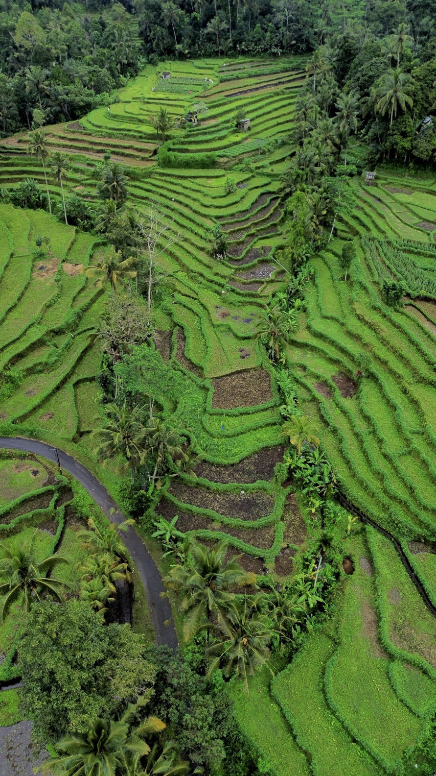 Les rizières en terrasse de Sibetan à l'est de l'île de Bali