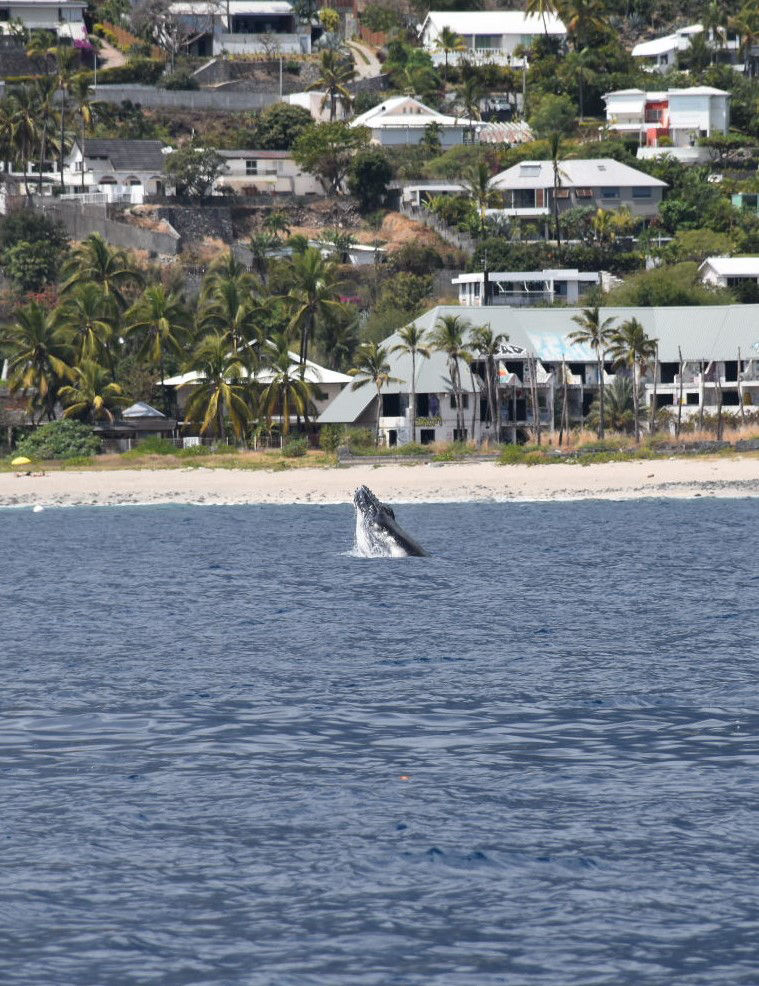 Excursion en mer pour aller voir les baleines