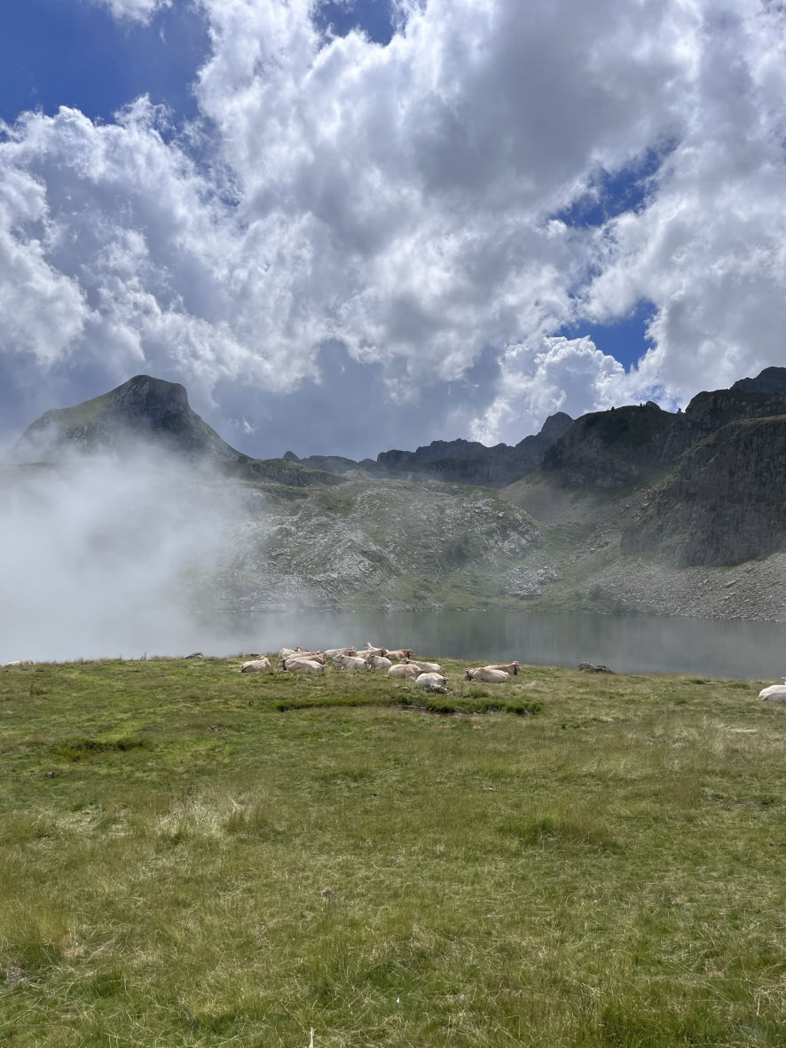 Les vaches se reposent au lac Roumassot
