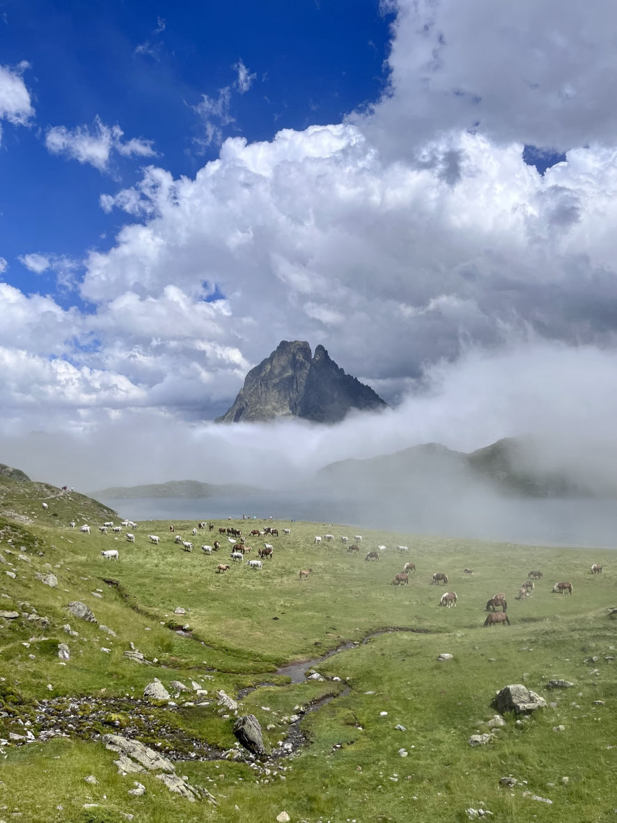Les vaches et les chevaux autour du lac Gentau