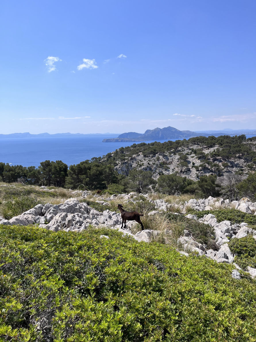 La vue depuis le Cap Formentor