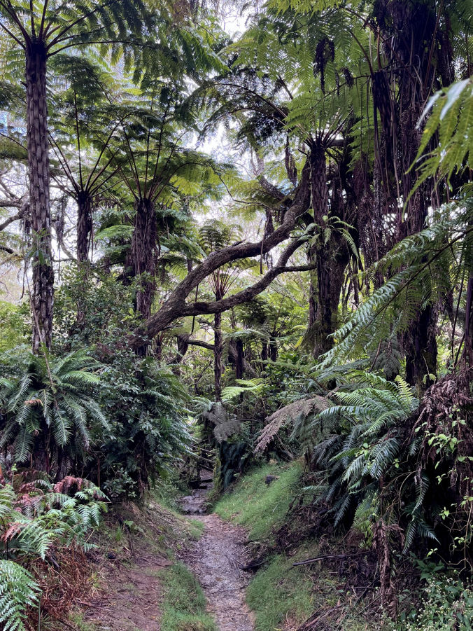 Randonnée dans la Forêt de Belouve