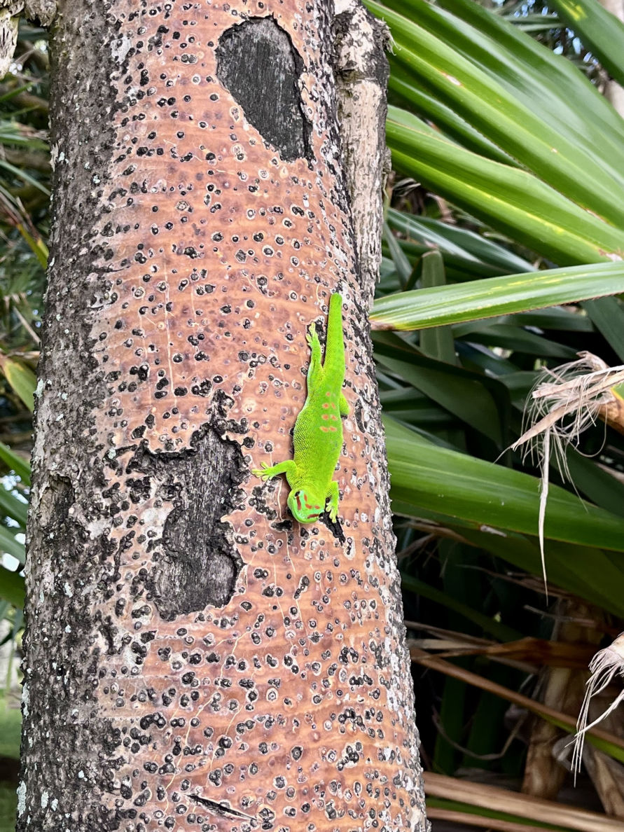 Le Gecko Vert de Manapany