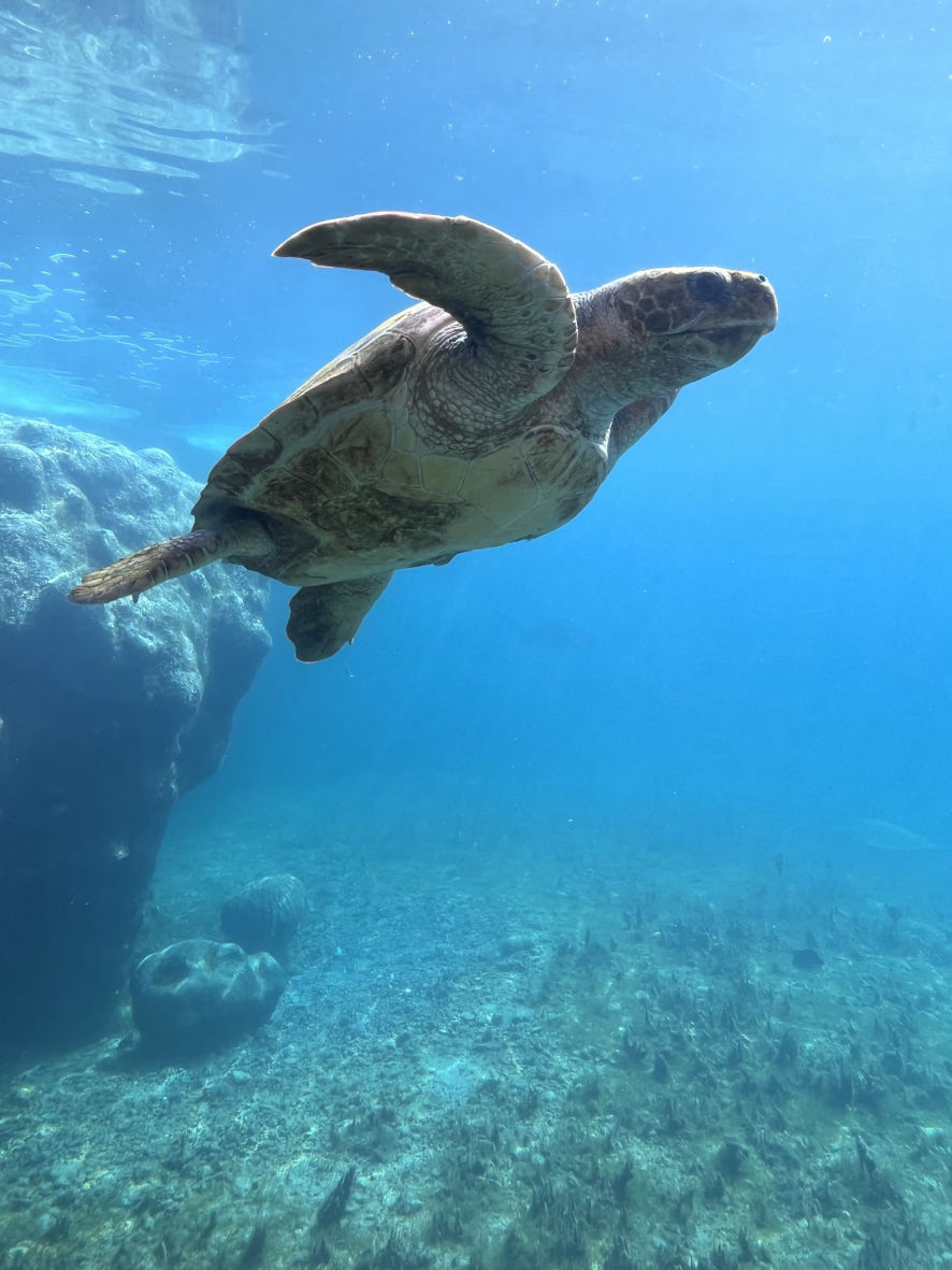 Les tortues de Kélonia