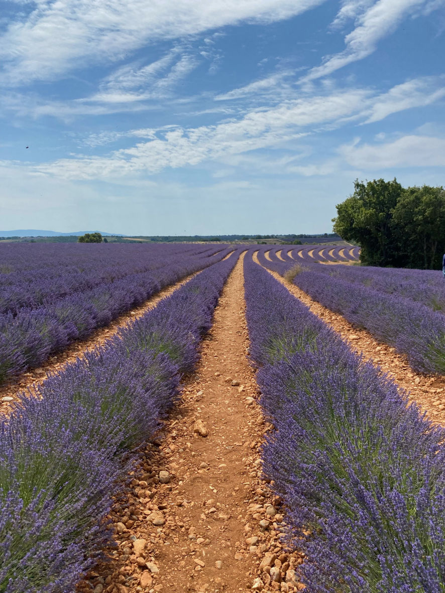 Les champs de lavande du plateau de Valensole