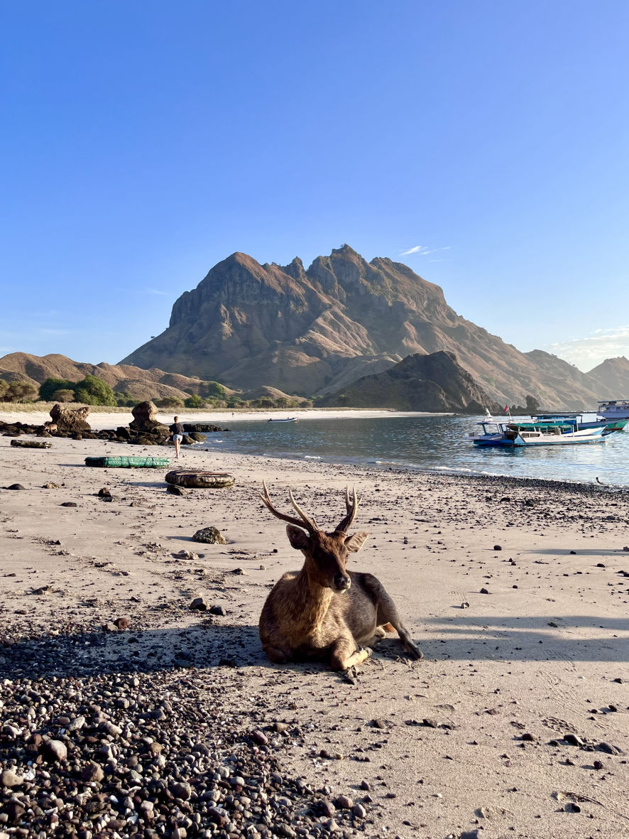 Des cerfs sur la plage de l'île de Padar