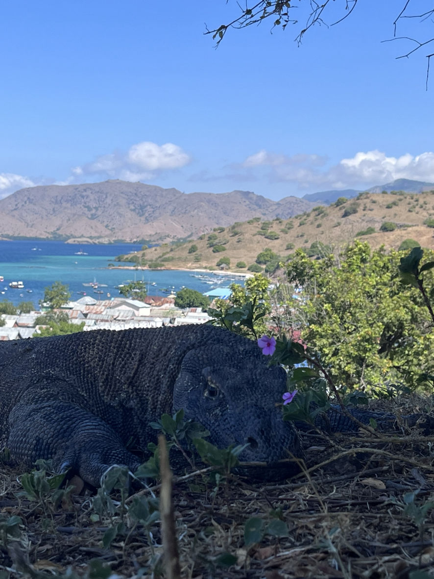Les dragons de Komodo en Indonésie