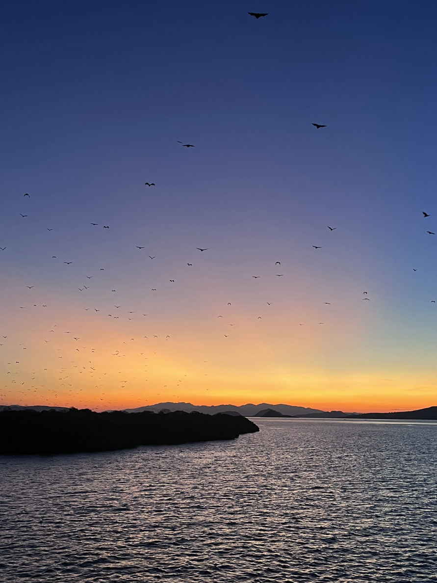 Les chauves-souris géantes sur l'île de Kalong