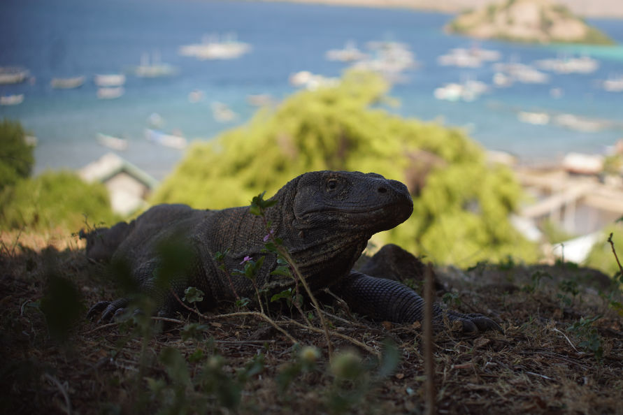 Les fameux dragons de Komodo