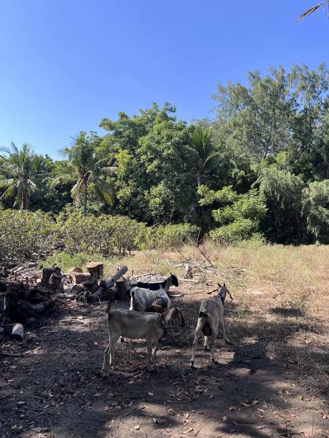 La partie encore sauvage de l'île de Gili Trawangan