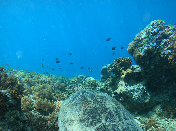 Snorkeling avec les tortues