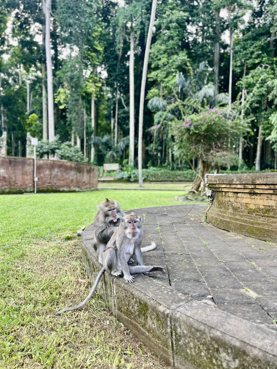 Sangeh Monkey Forest