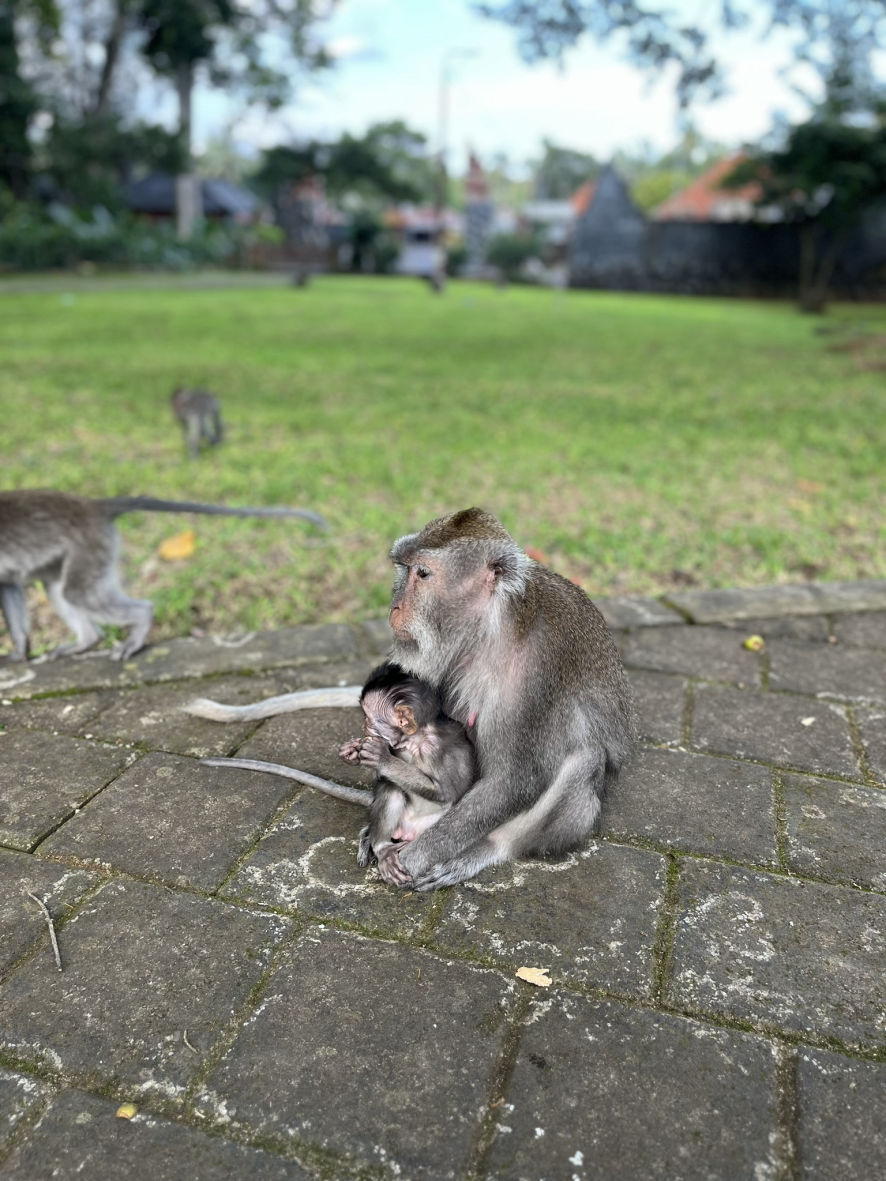 Sangeh Monkey Forest à Bali