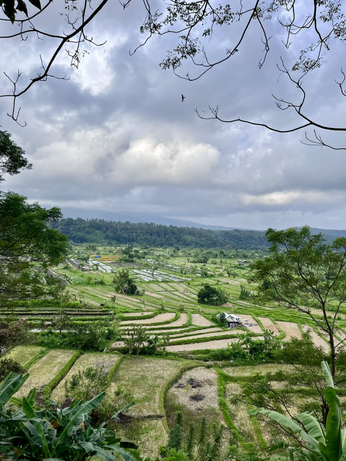 Les cultures sur la route de Bukit Cinta