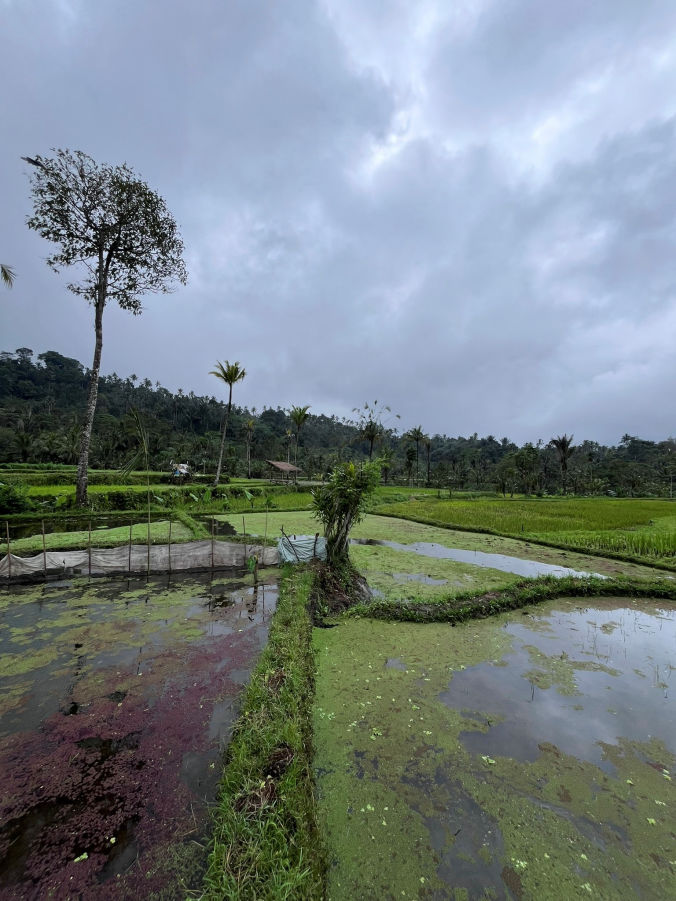 Les champs de riz de Jerucu à l'est de Bali