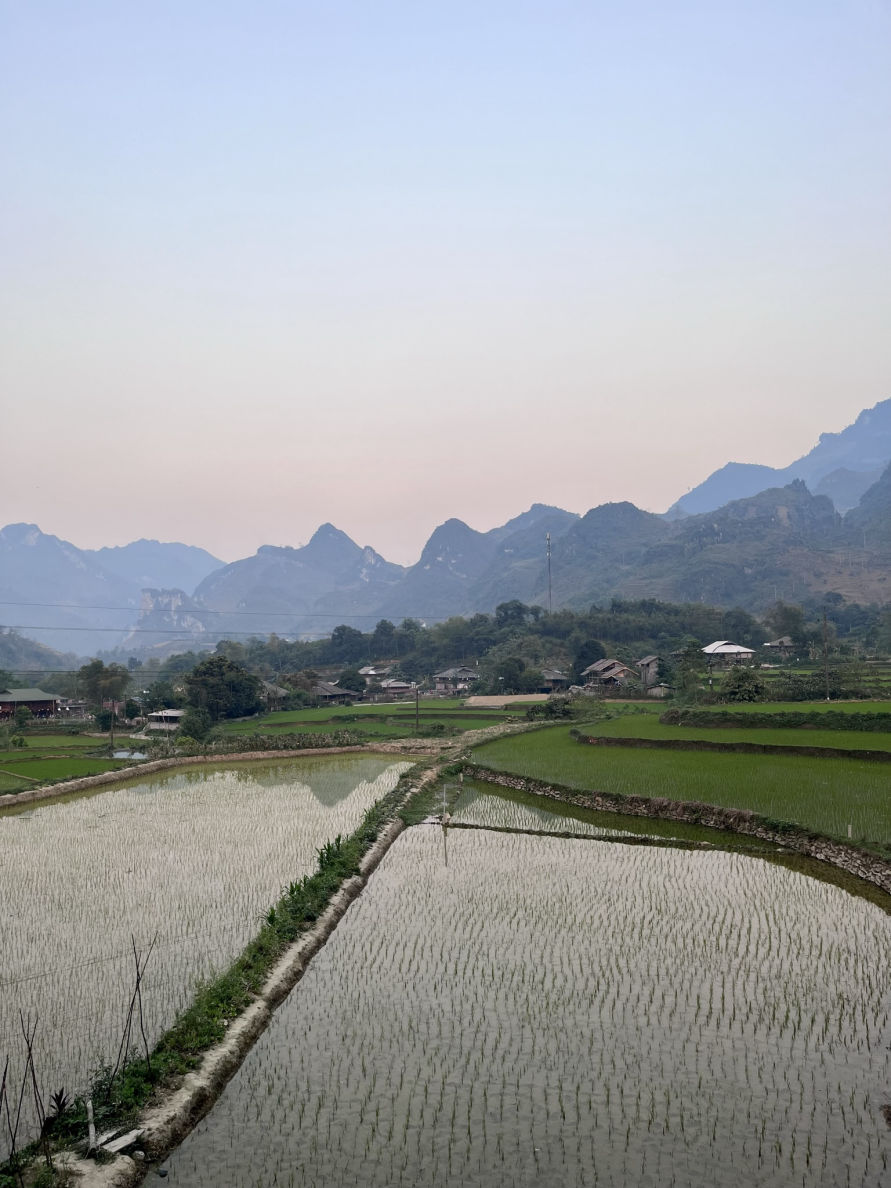 La vue sur les rizières