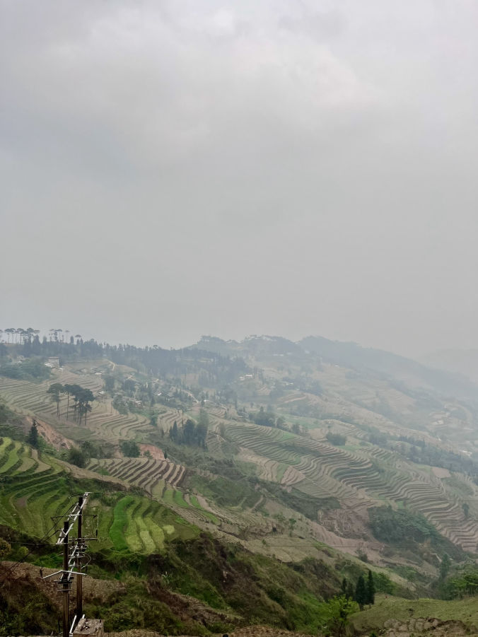 Les rizières en terrasses sous la brume