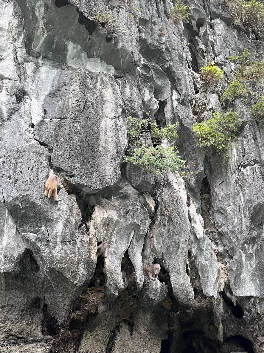Les singes de la baie d'Halong