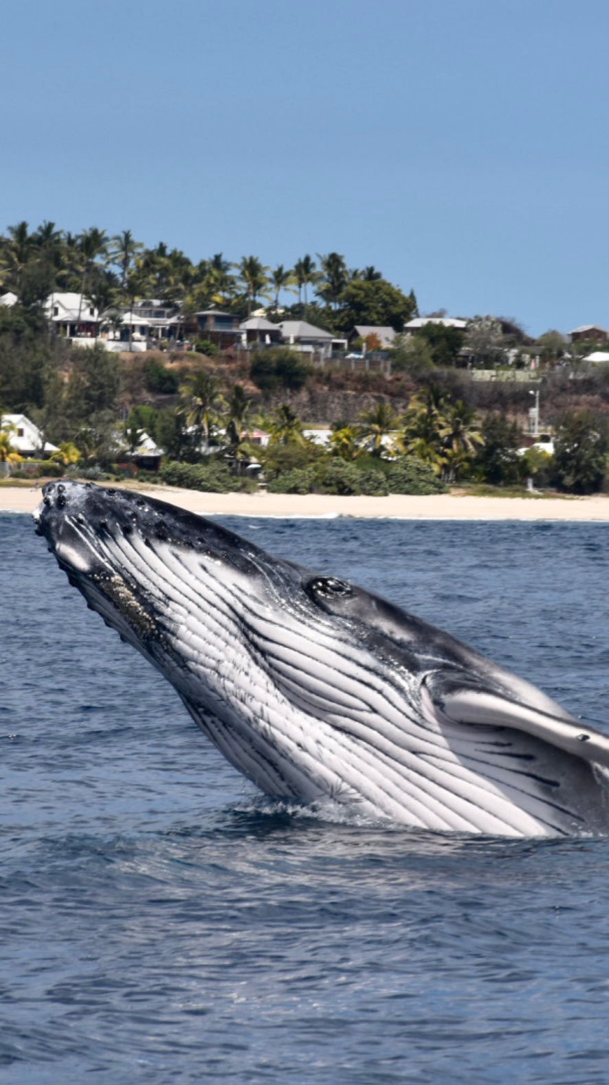 Les baleines de la Réunion