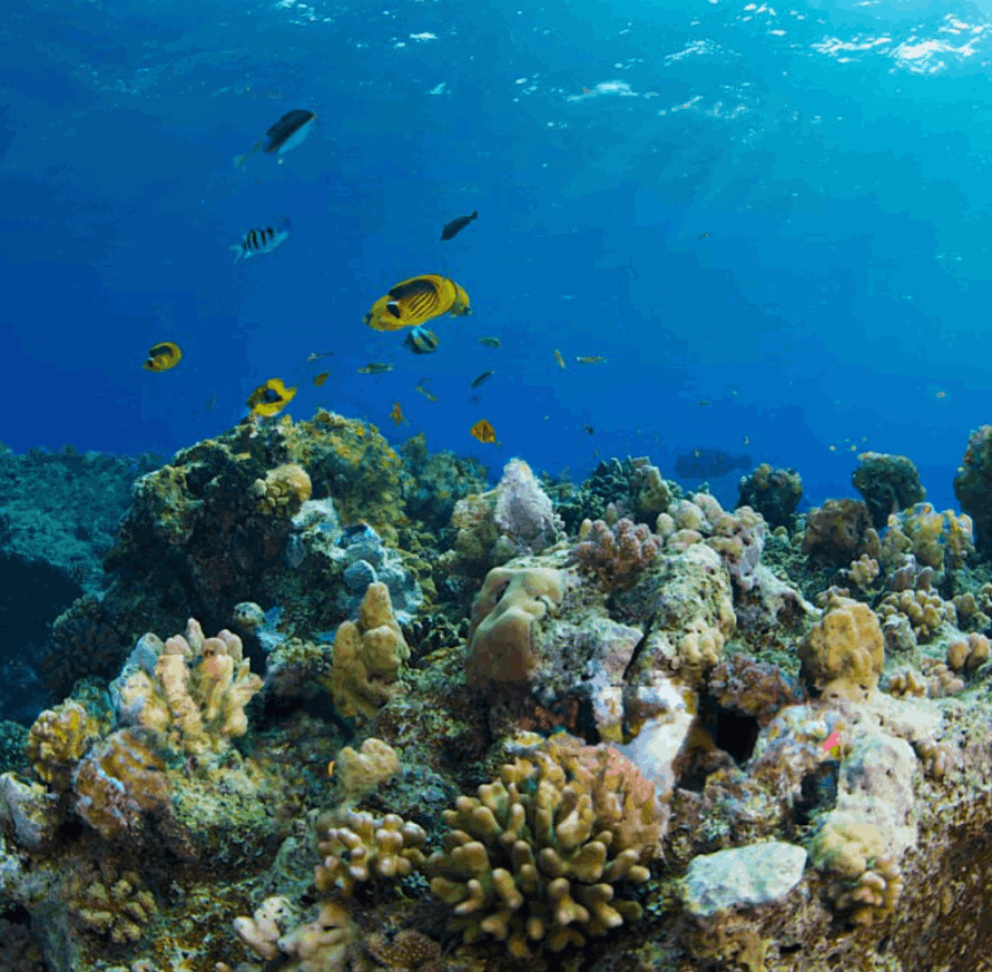 Faire de la plongée pour explorer la barrière de corail à l'île Maurice